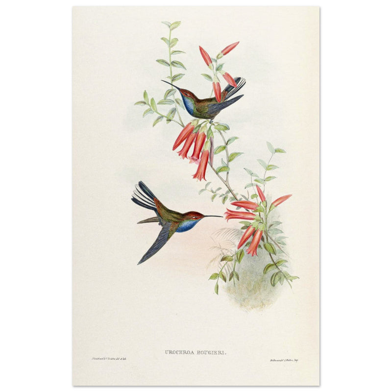 Hummingbirds  by John Gould XIX century . A Monograph of the Trochilidae.